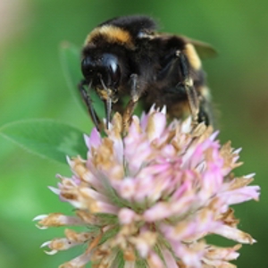 Bumblebee - (200).jpg