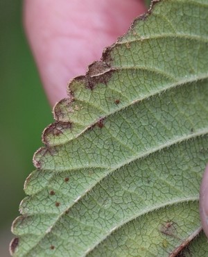 Lantana rust on a leaf.