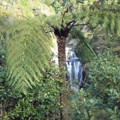 Piroa/Brynderwyn (Mangawhai/Waipū)