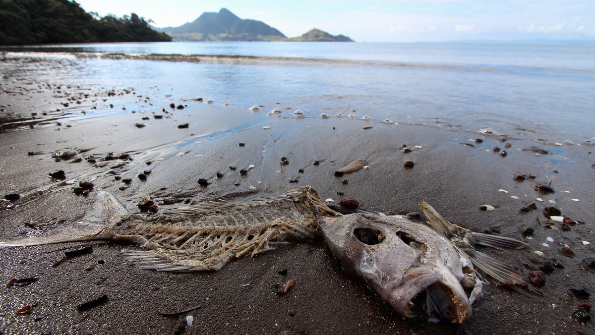 A discarded fish frame on the beach at Whangarei Heads recently…the regional council is calling for people to show a bit more courtesy to others when disposing of unwanted fish frames and shells.