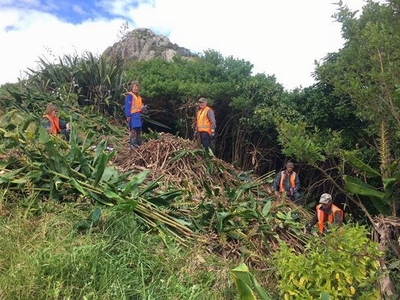 Volunteers removing wild ginger.