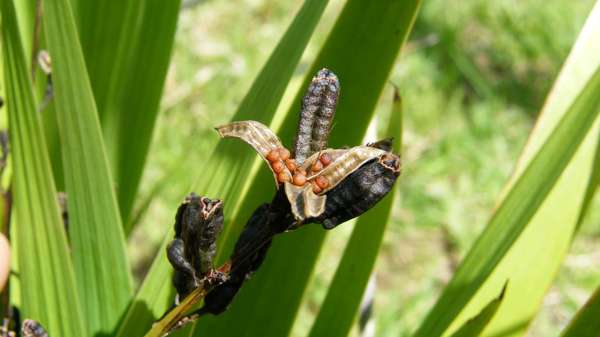 Aristea Photo Credit Carolyn Lewis And Weedbusters 2