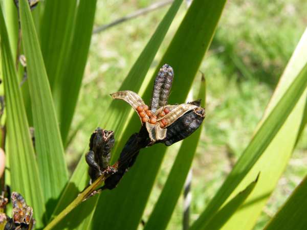 Aristea Photo Credit Carolyn Lewis And Weedbusters 2