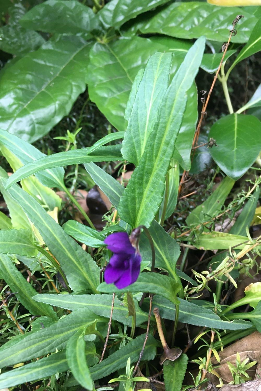 Arrowhead Viola Flower And Plant V2