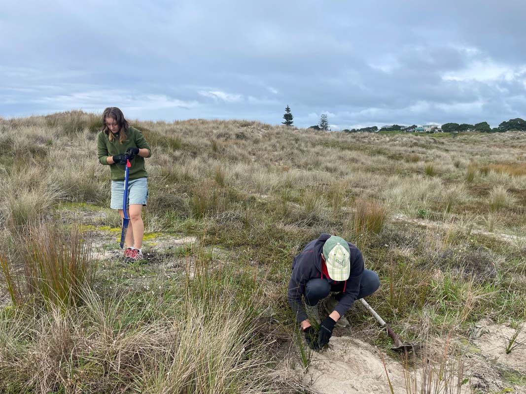 Volunteers planting among sand dunes.
