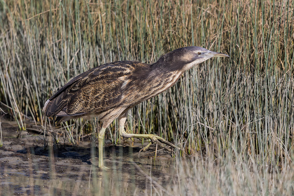 Bittern walking through a wetland.
