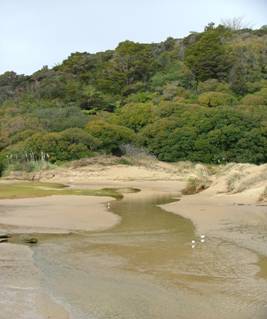 Contaminated stream in Ngunguru Estuary.