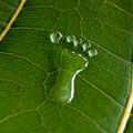 Carbon footprint