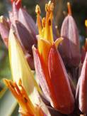 Close up f flax flower.