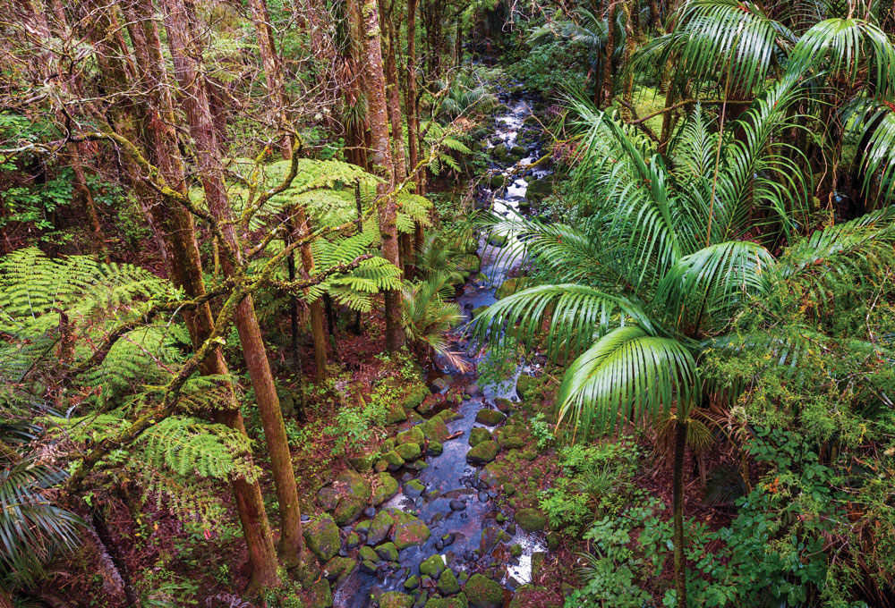 aerial shot of ngāhere, tree canopy, stream.
