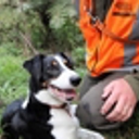 From humble pet pooches to potential canine biosecurity stars