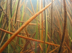 Inanga in Lake Morehurehu.