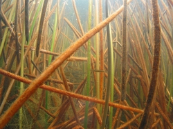 Inanga in Lake Morehurehu.