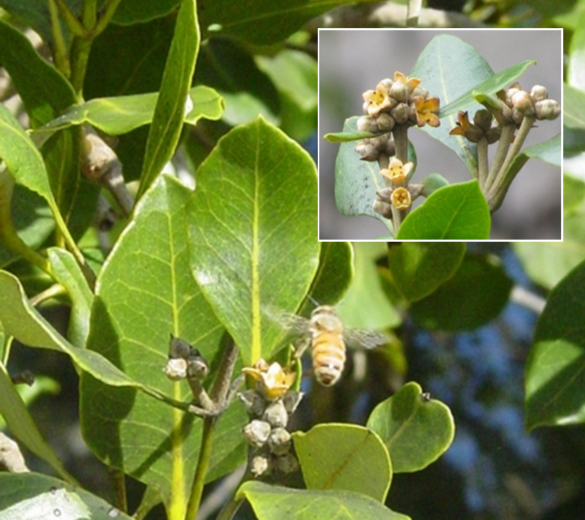 Bee on a mangrove flower.