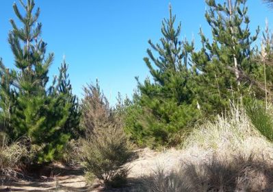 Wilding pine trees.
