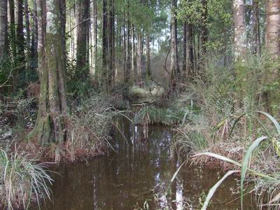 Frith Dairylands kahikatea swamp forest.