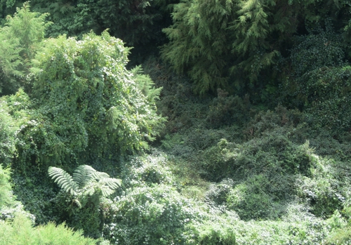 Wilding kiwifruit (Photo credit Andy Wills).