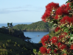 Pohutukawa.