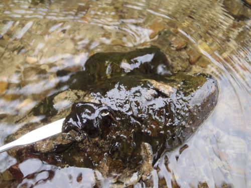 Benthic cyanobacteria growing on a rock. (Photo: Horizons).