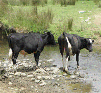 Cows in stream
