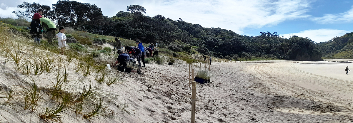 People planting sand dunes.