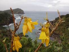 Photo of kowhai tree in bloom.