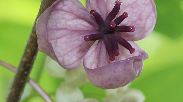 Akebia 02 Photo Credit Wikimedia 01 06 2012