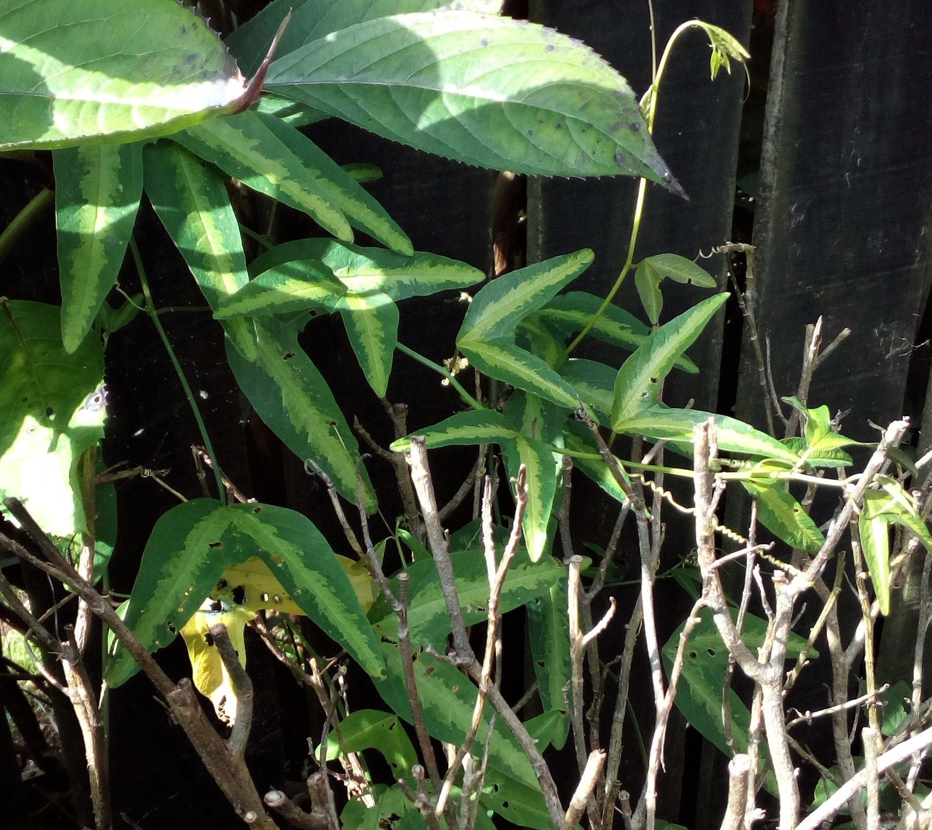 Adult batwing foliage is quite distinctive with a wing-like, two-lobed leaf that gives it the name ‘bat-wing’.  These often have a light-coloured stripe down the middle of each ‘wing’.