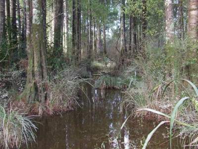 Kahikatea swamp forest, Dargaville. 