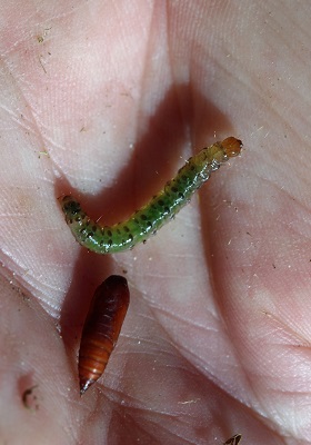 A tropical grass webworm caterpillar and pupa.