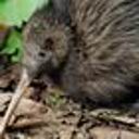 Special pest rate paying off for Whangarei Heads environment