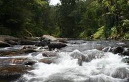 Waipoua River in normal flow conditions.