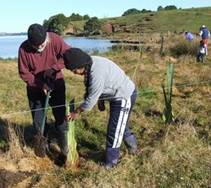 People planting flax at the edge of Lake Omapere.