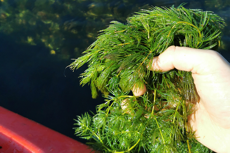 Hornwort.