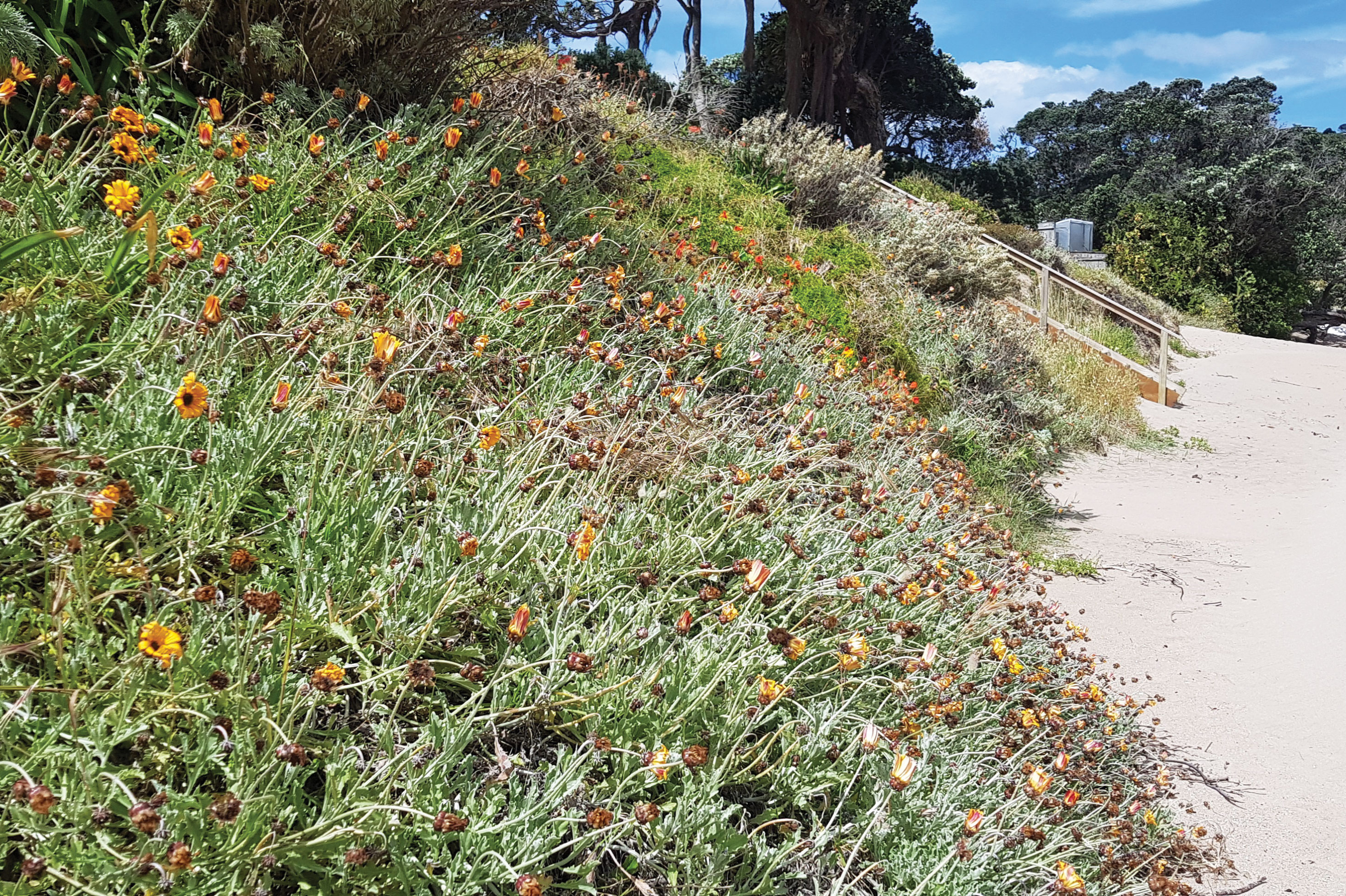 Exotic ice plants on a dune.