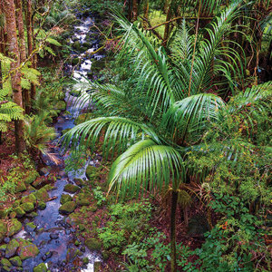 Rocky Stream Through The Ngahere 16 9  1000