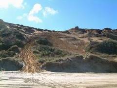 Photo of coastal dune damage from vehicles on Northland's west coast.