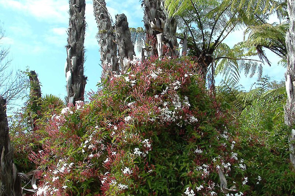 White jasmine creeping into the forest. (Photo: Weedbusters).