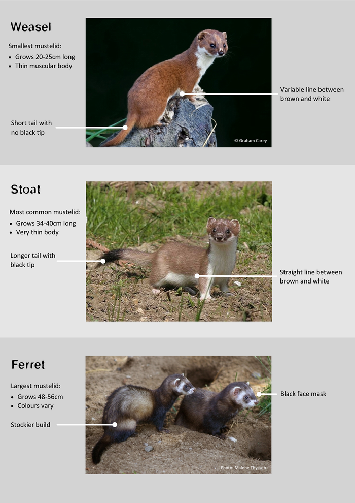 Photos of a stoat, weasel and ferrets with differences noted.