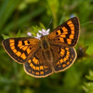 Elected members - copper butterfly (200).jpg