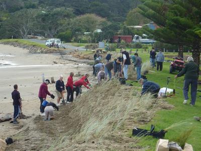 Planting on dunes.