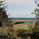 Rotting algae blamed for Waipu estuary lagoon eel, fish deaths