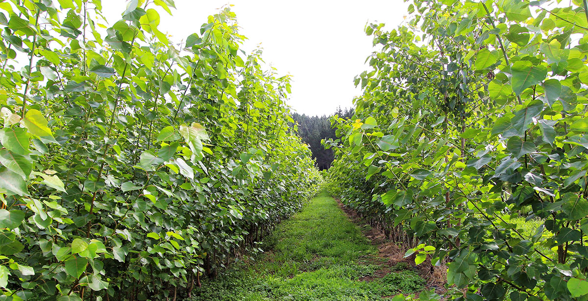 Rows of poplars.