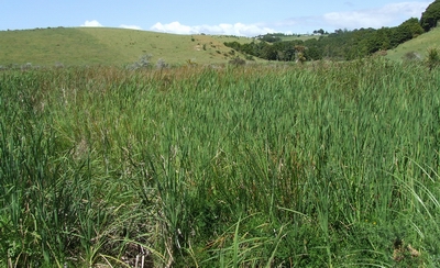 Raupō swamp, Parua Bay