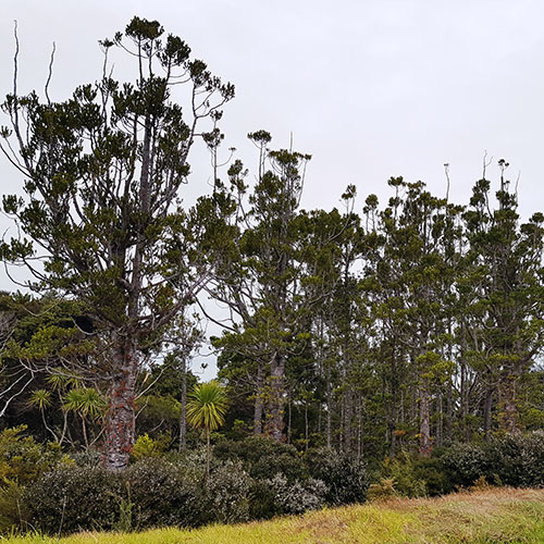 Kauri trees canopy decline.