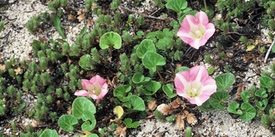 Shore bindweed (Nihinihi | Sand convolvulus | Calystegia soldanella).