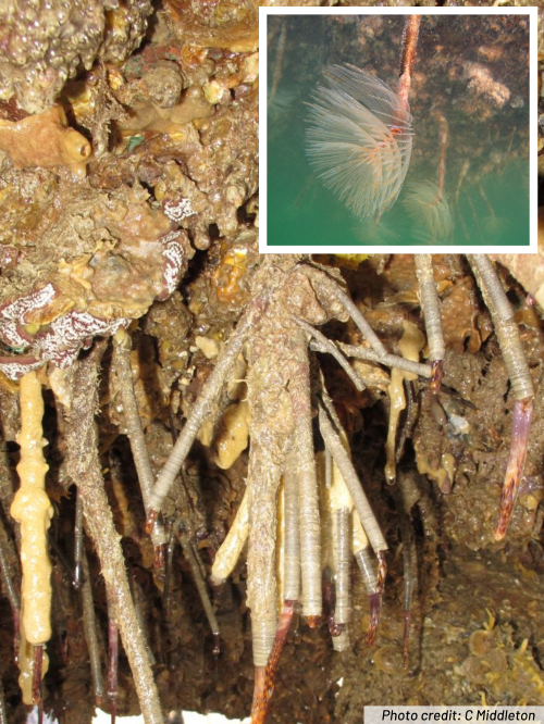 Mediterranean fanworm on boat hull with inset photo of fanworm underwater.