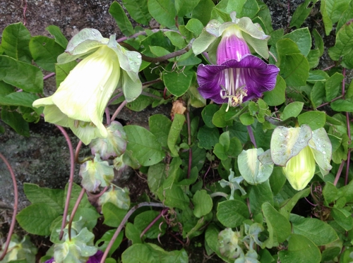 Cathedral bells flowers.