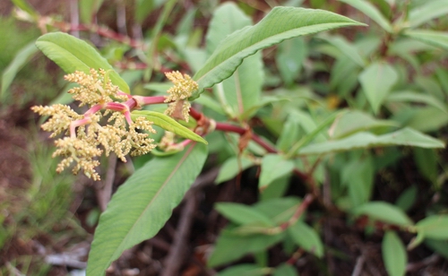 Lesser knotweed.