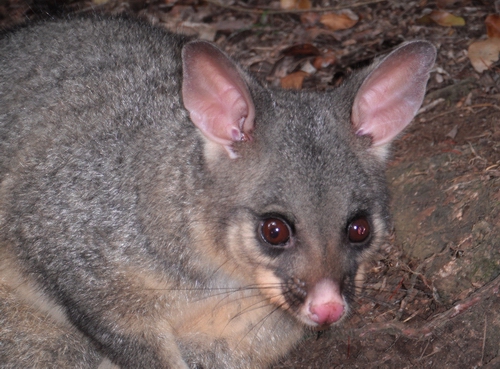 are possums nocturnal are possums nocturnal